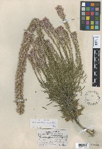 Liatris chapmanii image