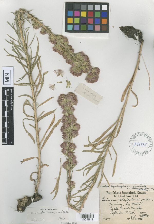 Liatris x fallacior image