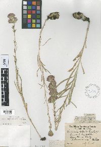 Liatris x fallacior image