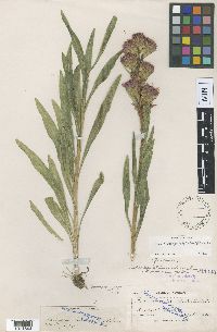 Liatris ligulistylis image