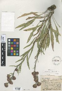 Liatris ligulistylis image