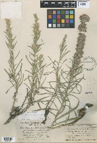Liatris punctata image