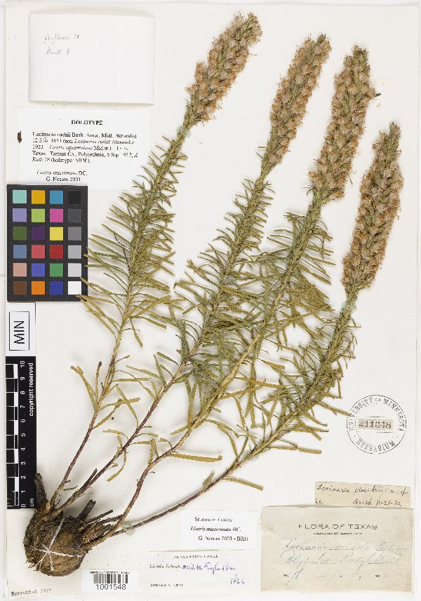 Liatris mucronata image