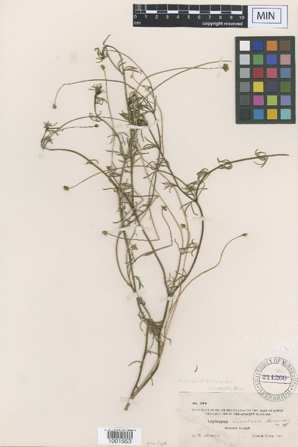 Coreopsis insularis image