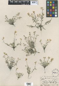 Physaria arenosa image