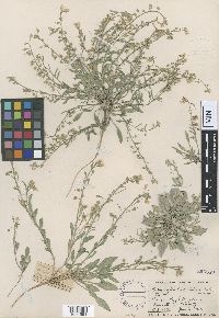 Physaria arenosa image