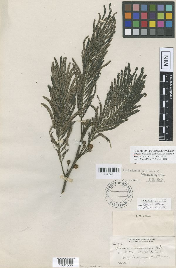 Leucaena trichandra image