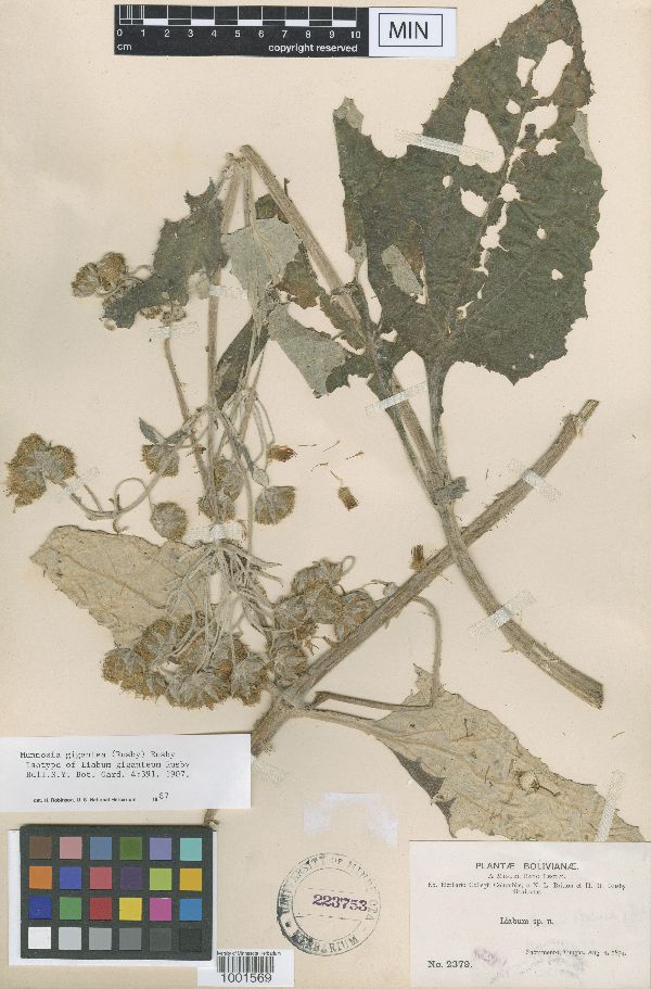 Munnozia gigantea image