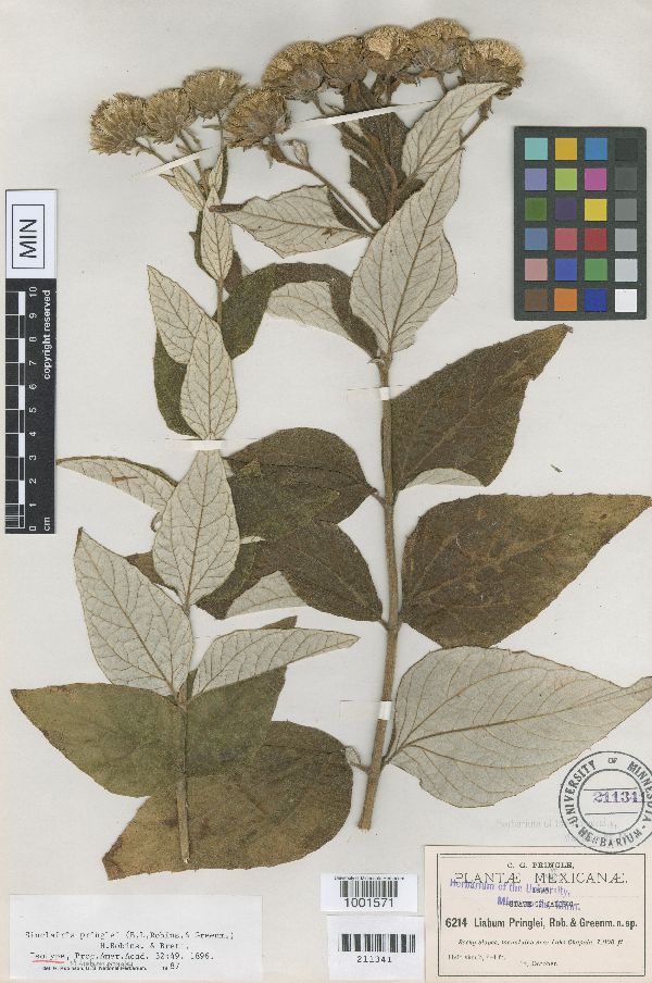 Sinclairia pringlei image