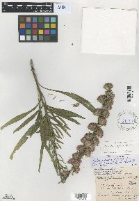 Liatris aspera image
