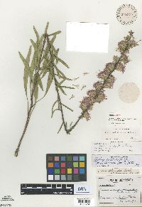 Liatris aspera image