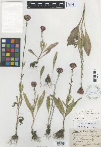 Liatris ligulistylis image