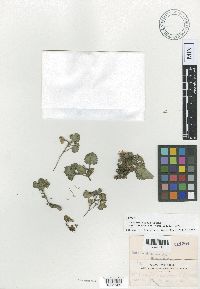 Thumbnail image of current specimen