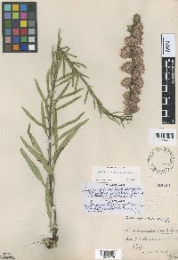 Liatris aspera image