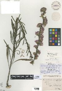 Liatris aspera image