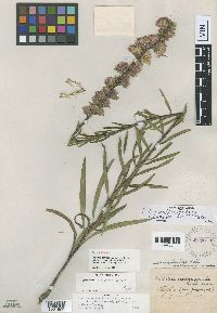 Liatris aspera image