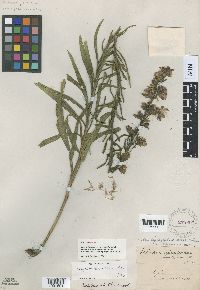 Liatris aspera image