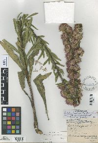 Liatris aspera image