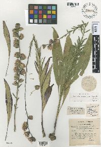 Liatris aspera image