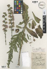 Liatris aspera image