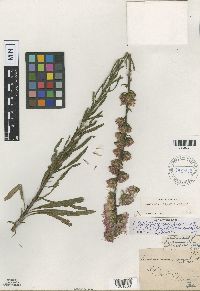 Liatris aspera image