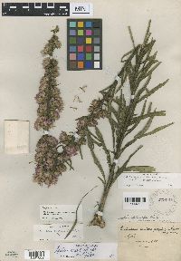 Liatris aspera image