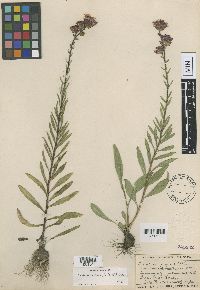 Image Associated With the Occurrence