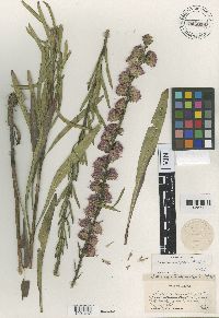 Liatris aspera image