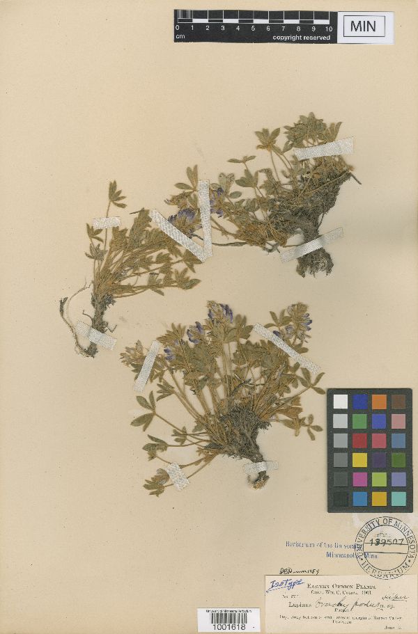 Lupinus lepidus var. aridus image