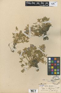 Lupinus lepidus var. aridus image