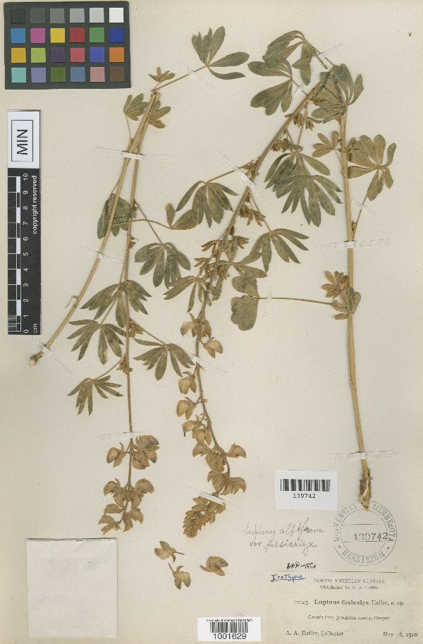 Lupinus albifrons var. albifrons image