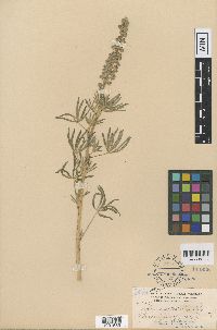 Lupinus leptostachyus image