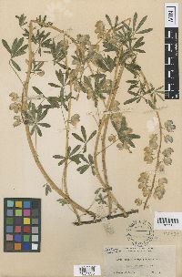 Lupinus rivularis image