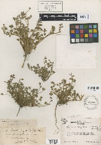 Lupinus bicolor image