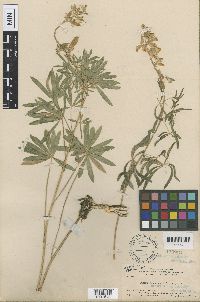 Lupinus arbustus image