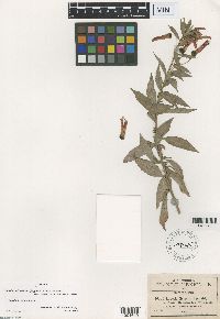 Thumbnail image of current specimen