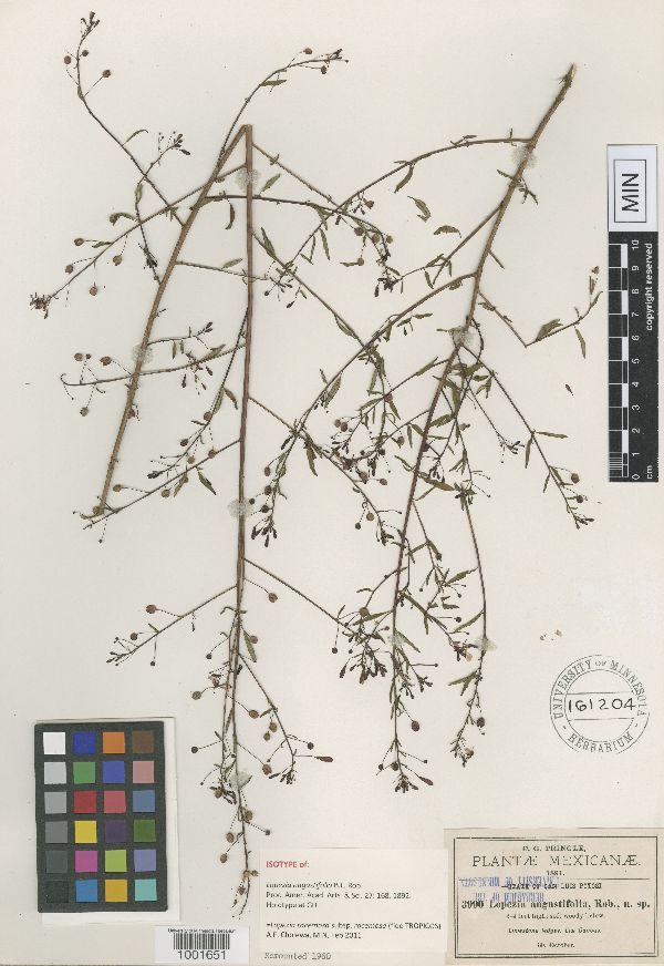 Lopezia racemosa subsp. racemosa image