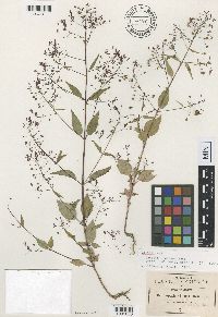 Thumbnail image of current specimen