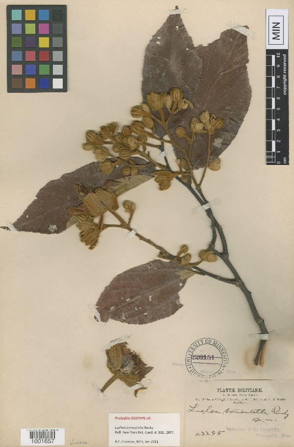 Luehea tomentella image