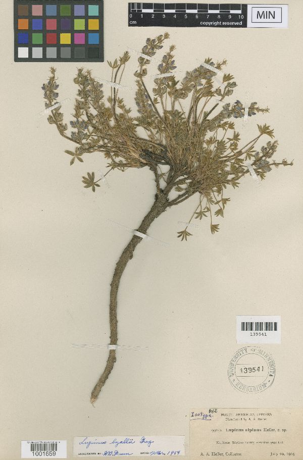 Lupinus lepidus var. lobbii image