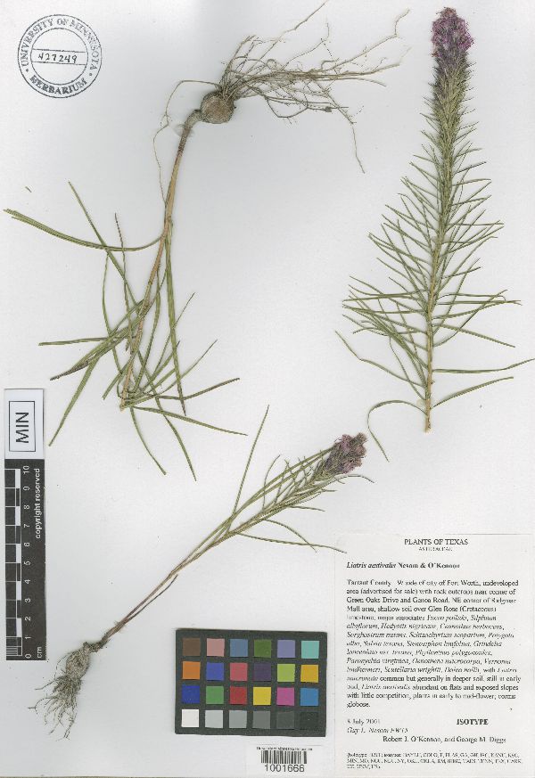 Liatris aestivalis image