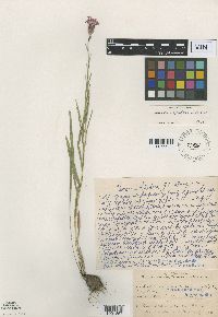 Liatris cylindracea image