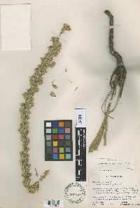 Liatris punctata image