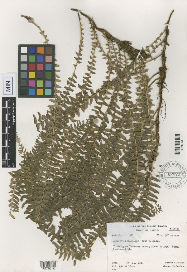 Lindsaya societatis image