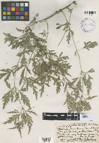 Thumbnail image of current specimen