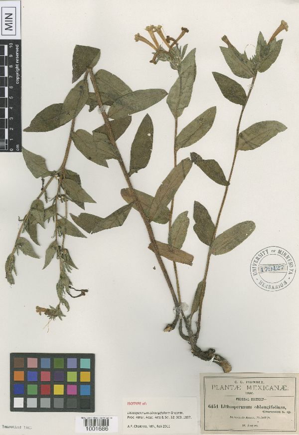 Lithospermum oblongifolium image