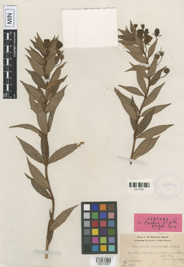 Lysimachia rockii image