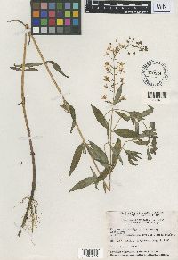 Lysimachia terrestris image