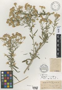 Dieteria canescens image