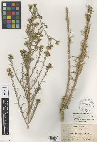 Dieteria canescens image